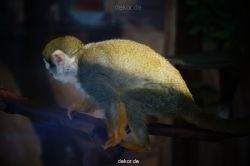 zoo-bochum-zoo-2015-03-11-119