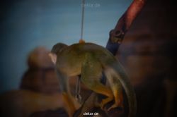 zoo-bochum-zoo-2015-03-11-121