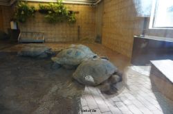 zoo-bochum-zoo-2015-03-11-132