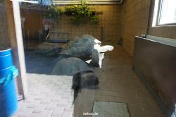 zoo-bochum-zoo-2015-03-11-133