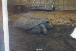 zoo-bochum-zoo-2015-03-11-137