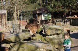 zoo-bochum-zoo-2015-03-11-150