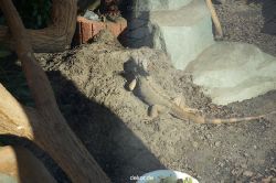 zoo-bochum-zoo-2015-03-11-152