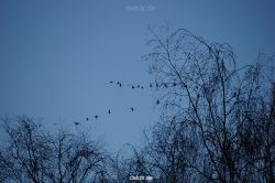 zoo-bochum-zoo-2015-03-11-160