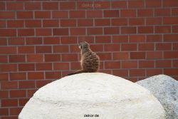 zoo-bochum-zoo-2015-03-28-002