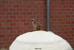 zoo-bochum-zoo-2015-03-28-003