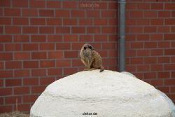 zoo-bochum-zoo-2015-03-28-004
