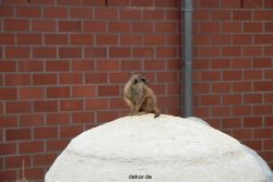zoo-bochum-zoo-2015-03-28-005