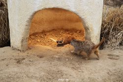 zoo-bochum-zoo-2015-03-28-007