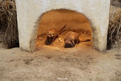 zoo-bochum-zoo-2015-03-28-008
