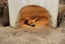 zoo-bochum-zoo-2015-03-28-009