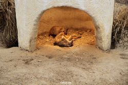 zoo-bochum-zoo-2015-03-28-010