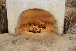zoo-bochum-zoo-2015-03-28-011