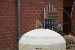 zoo-bochum-zoo-2015-03-28-012