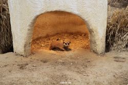 zoo-bochum-zoo-2015-03-28-013