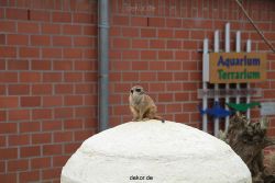 zoo-bochum-zoo-2015-03-28-014