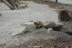 zoo-bochum-zoo-2015-03-28-015