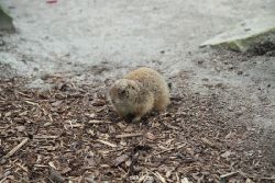 zoo-bochum-zoo-2015-03-28-016