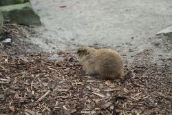 zoo-bochum-zoo-2015-03-28-017