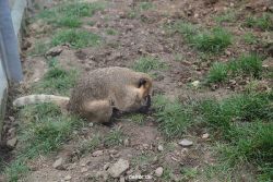 zoo-bochum-zoo-2015-03-28-018