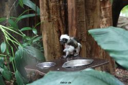 zoo-bochum-zoo-2015-03-28-023