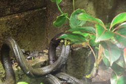 zoo-bochum-zoo-2015-03-28-025