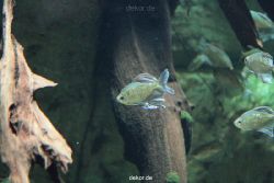 zoo-bochum-zoo-2015-03-28-028