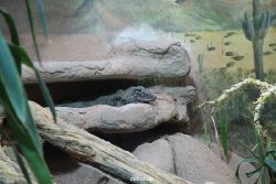 zoo-bochum-zoo-2015-03-28-032