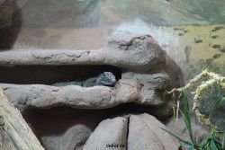 zoo-bochum-zoo-2015-03-28-033
