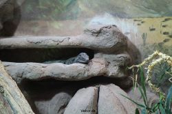 zoo-bochum-zoo-2015-03-28-034