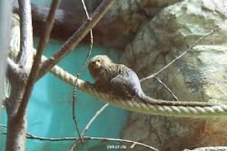zoo-bochum-zoo-2015-03-28-036