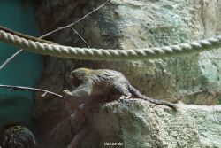 zoo-bochum-zoo-2015-03-28-037