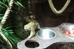 zoo-bochum-zoo-2015-03-28-038