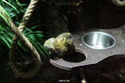 zoo-bochum-zoo-2015-03-28-039