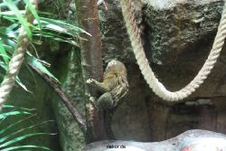 zoo-bochum-zoo-2015-03-28-040
