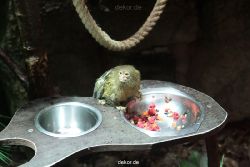 zoo-bochum-zoo-2015-03-28-042