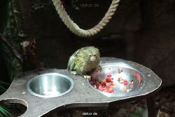 zoo-bochum-zoo-2015-03-28-043