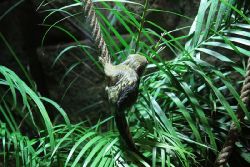 zoo-bochum-zoo-2015-03-28-044