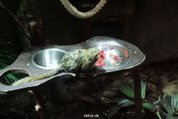 zoo-bochum-zoo-2015-03-28-045