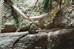 zoo-bochum-zoo-2015-03-28-046