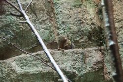 zoo-bochum-zoo-2015-03-28-047