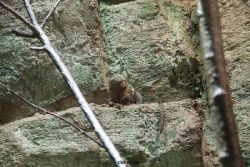 zoo-bochum-zoo-2015-03-28-048