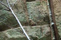 zoo-bochum-zoo-2015-03-28-049