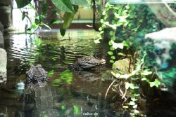 zoo-bochum-zoo-2015-03-28-051