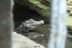 zoo-bochum-zoo-2015-03-28-052