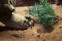 zoo-bochum-zoo-2015-03-28-053