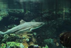 zoo-bochum-zoo-2015-03-28-054