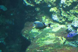 zoo-bochum-zoo-2015-03-28-055