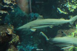 zoo-bochum-zoo-2015-03-28-057