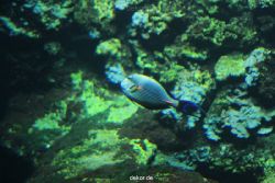 zoo-bochum-zoo-2015-03-28-059